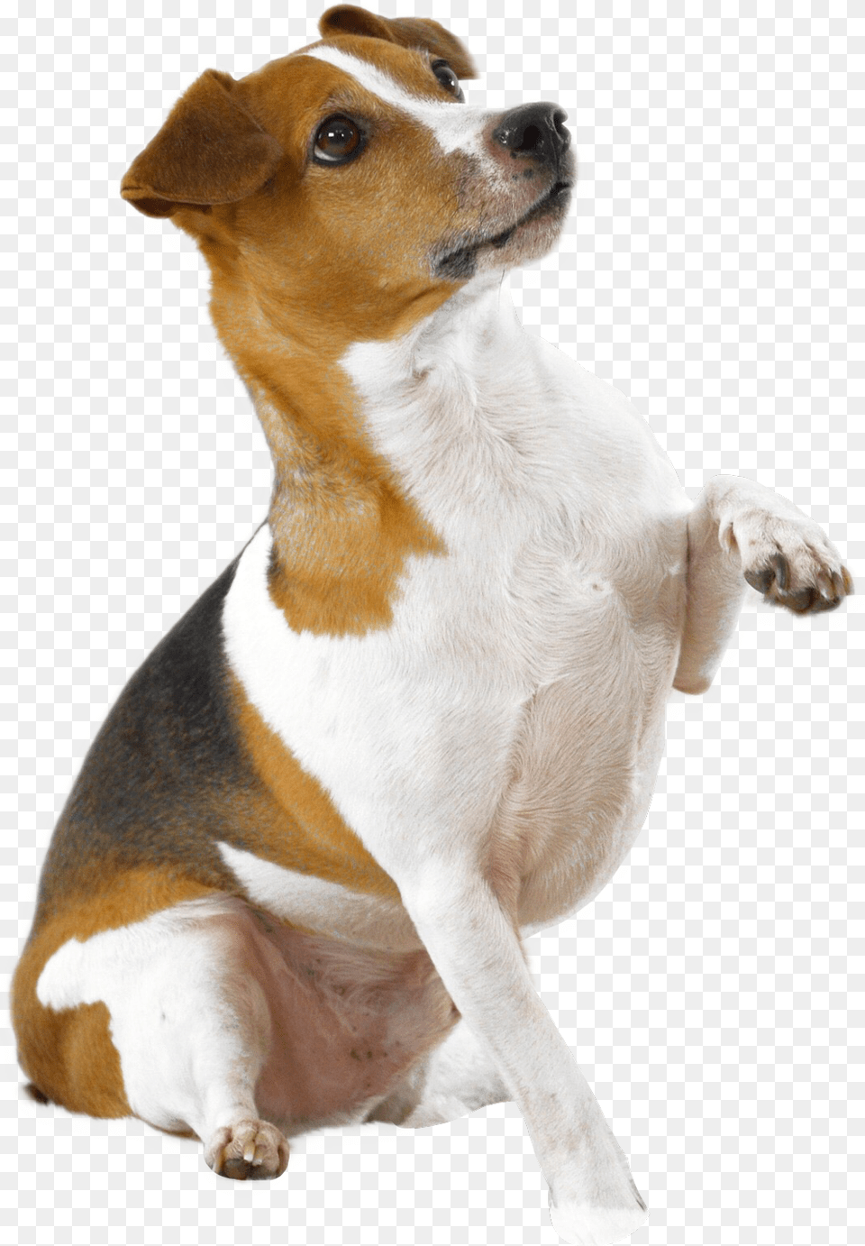 Picsart Dog Hd, Animal, Canine, Hound, Mammal Free Png Download
