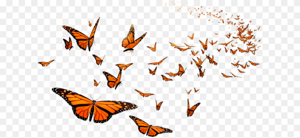 Picsart Hd Butterfly, Animal, Insect, Invertebrate, Monarch Png Image