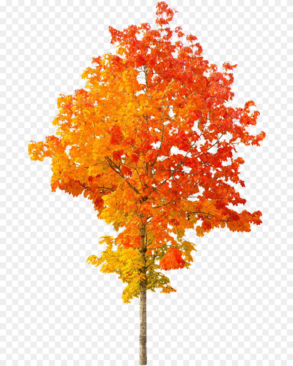 Picsart Leaf Hd, Maple, Plant, Tree Png