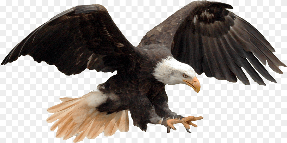 Picsart New Photo Editing Download Free Vijay Mahar Birds, Animal, Bird, Eagle, Bald Eagle Png