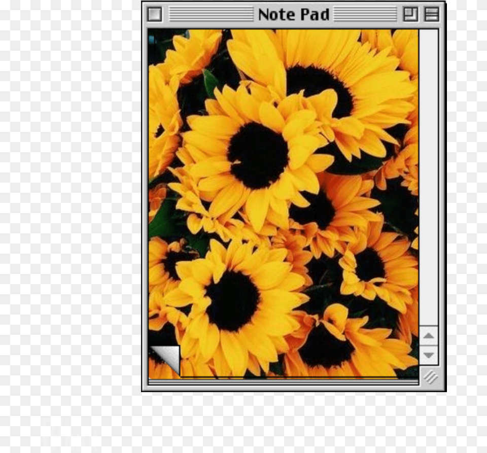 Picsart Notepad Note Computer Tumblr Sunflower Sunflower Background, Flower, Plant, Petal, Daisy Png Image