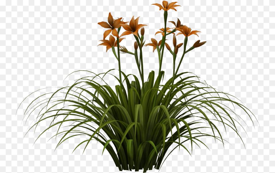 Picsart Photo Studio, Flower, Plant, Amaryllidaceae, Flower Arrangement Free Png