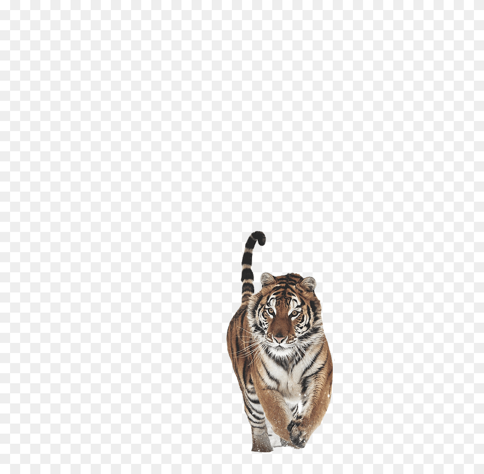 Picsart Photo Studio, Animal, Mammal, Tiger, Wildlife Free Transparent Png