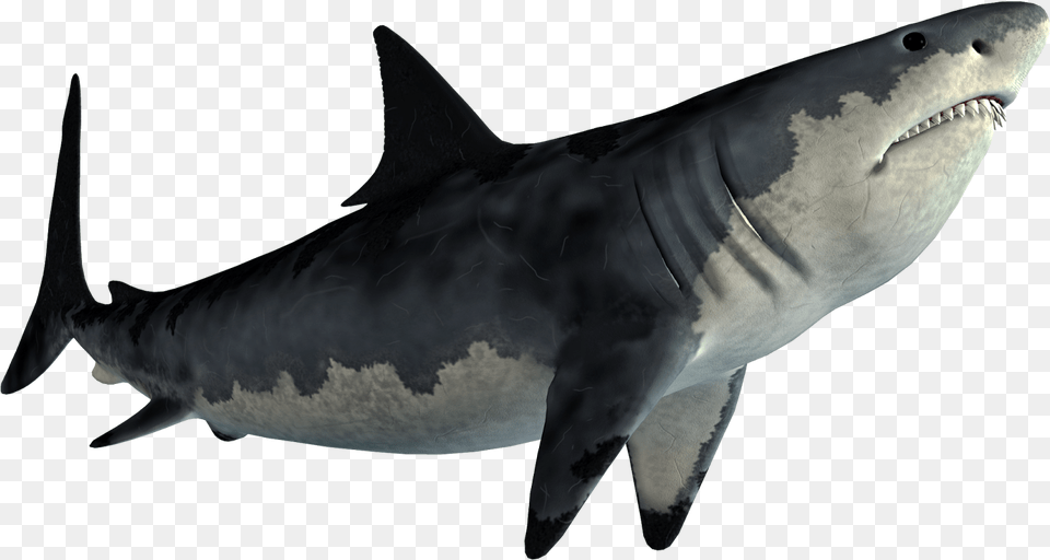 Picsart Shark, Animal, Fish, Sea Life, Great White Shark Free Png