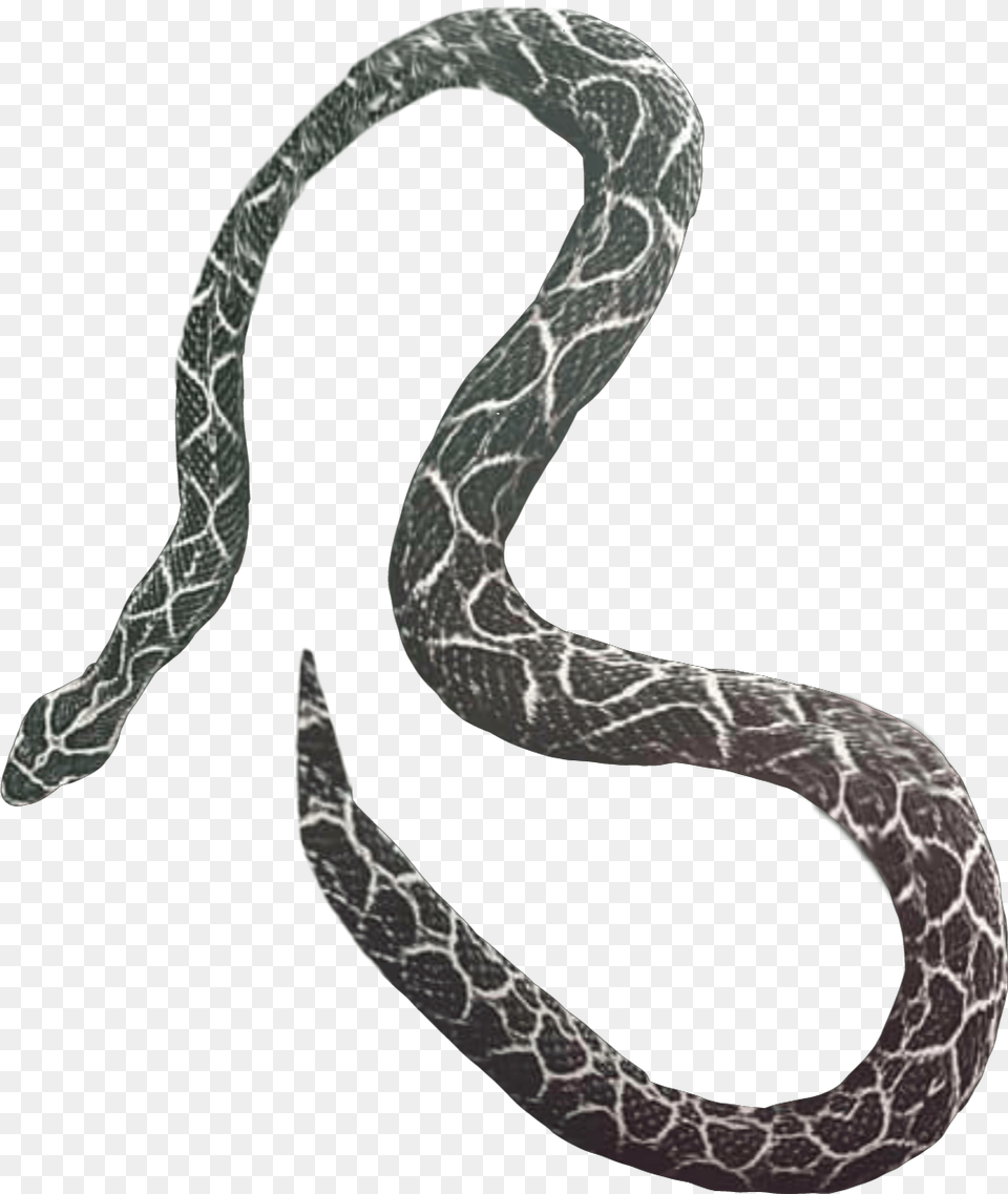 Picsart Snake Editing, Animal, Reptile Free Png Download