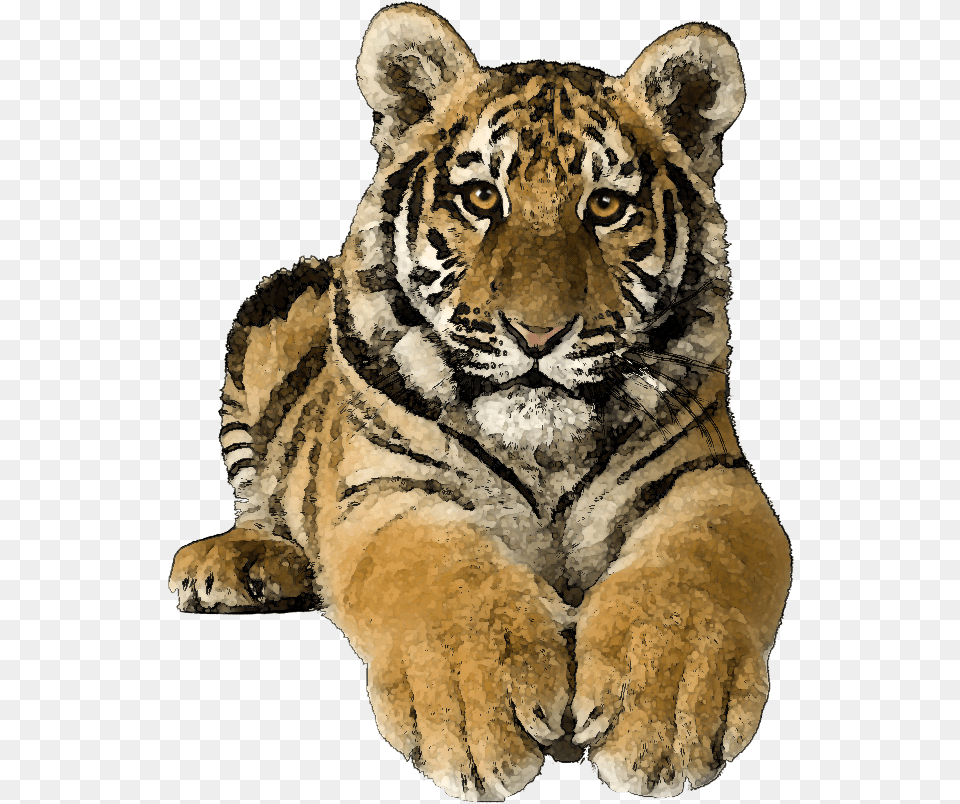 Picsart Tiger Hd, Animal, Mammal, Wildlife Png Image