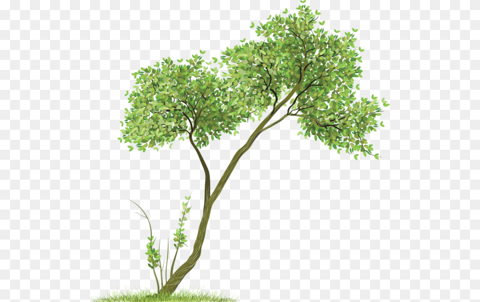 Picsart Tree Hd, Oak, Plant, Sycamore, Vegetation Png Image