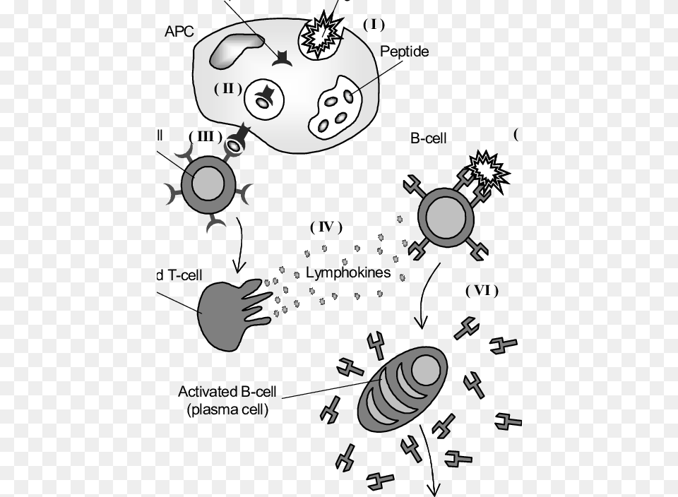 Pictorial Representation Of The Essence Of The Acquired Immune System Art Projects Png