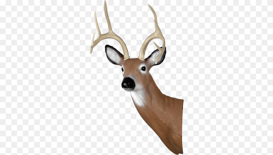 Picture 1 Of Deer Head, Animal, Mammal, Wildlife, Antler Png Image