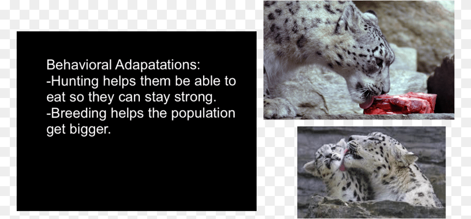 Picture, Animal, Mammal, Panther, Snow Leopard Free Png Download