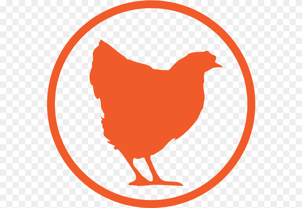 Picture, Animal, Bird, Chicken, Fowl Free Png