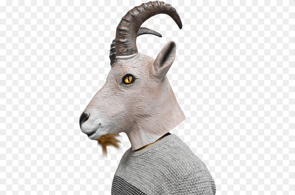 Picture 4 Of Diy Mountain Goat Costume, Livestock, Mammal, Animal, Person Free Png Download