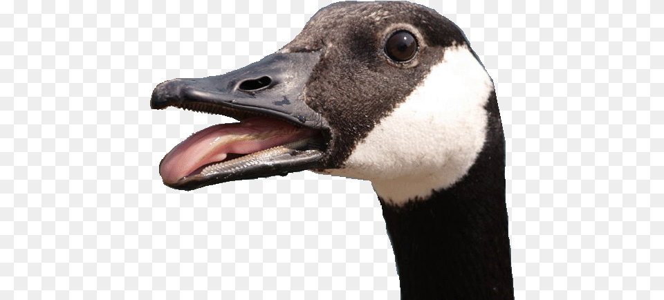 Picture Angry Goose Transparent Background, Animal, Beak, Bird, Waterfowl Png