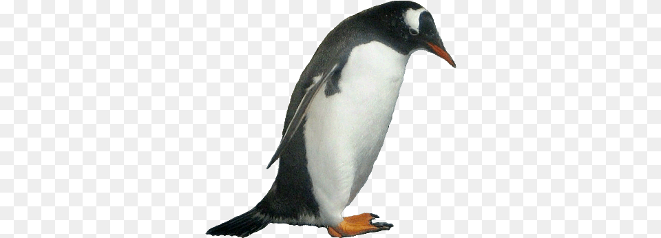 Picture Animal Pictures Transparent Background, Bird, Penguin, King Penguin Png