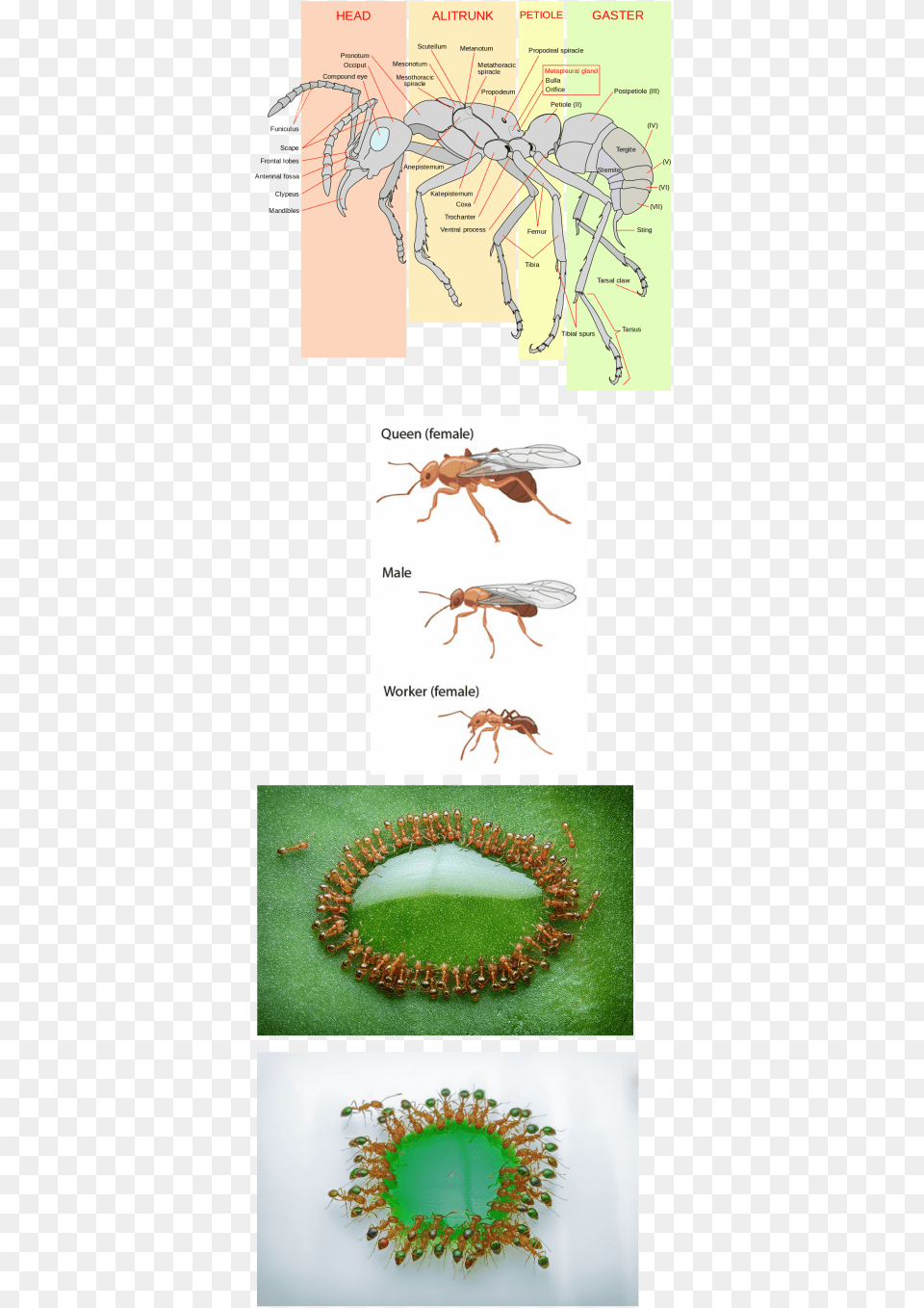 Picture Ant Anatomy, Accessories, Animal, Insect, Invertebrate Png
