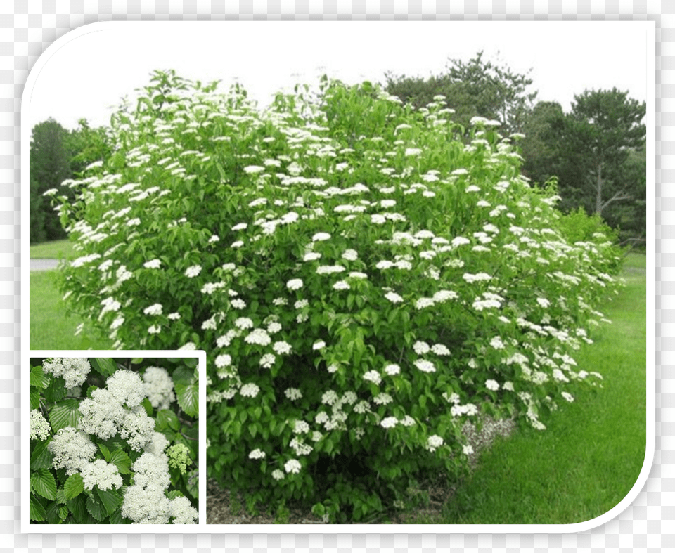 Picture Arrowood Plant, Herbal, Herbs, Vegetation, Flower Free Png Download