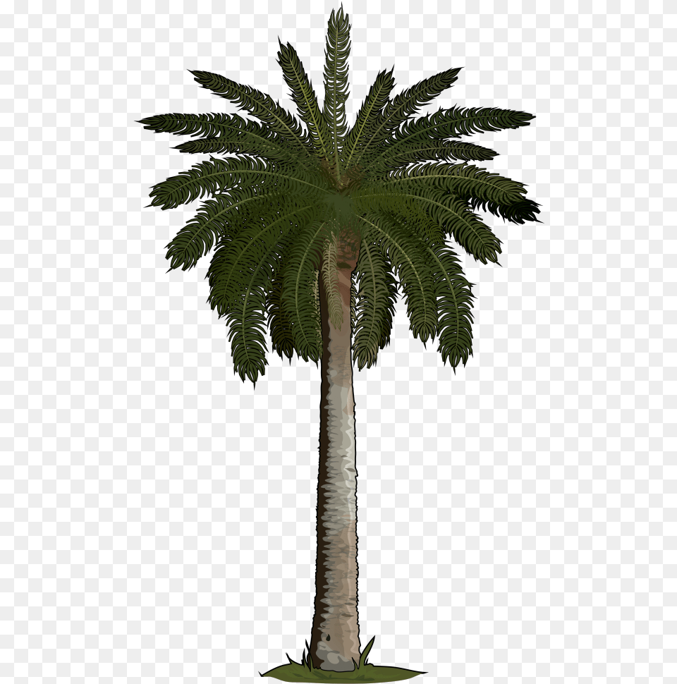 Picture Artificial Palm Tree, Palm Tree, Plant Free Transparent Png