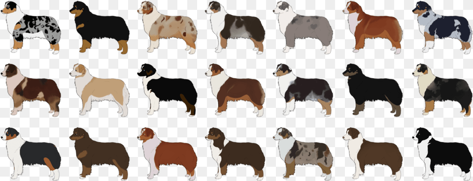 Picture Australian Shepherd Color Chart, Animal, Canine, Dog, Mammal Png Image
