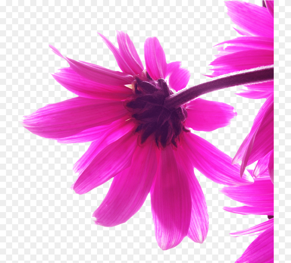 Picture Beautiful Abstract Hd Background, Dahlia, Daisy, Flower, Petal Free Transparent Png