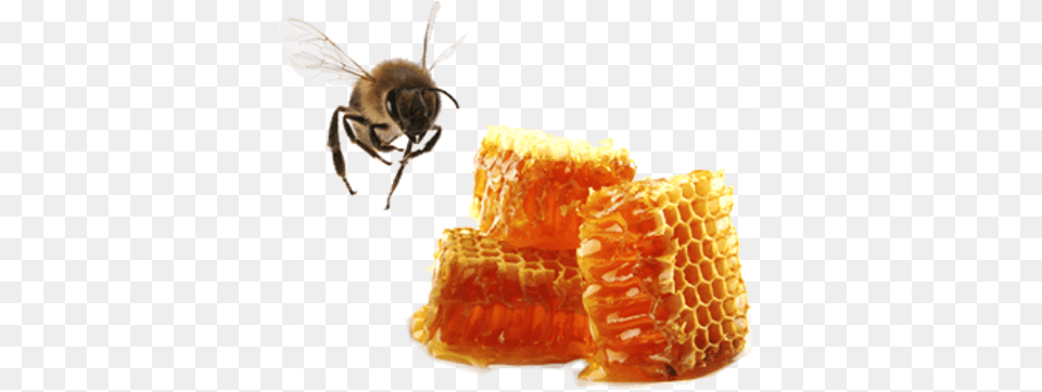 Picture Bee And Honey, Animal, Honey Bee, Insect, Invertebrate Png Image
