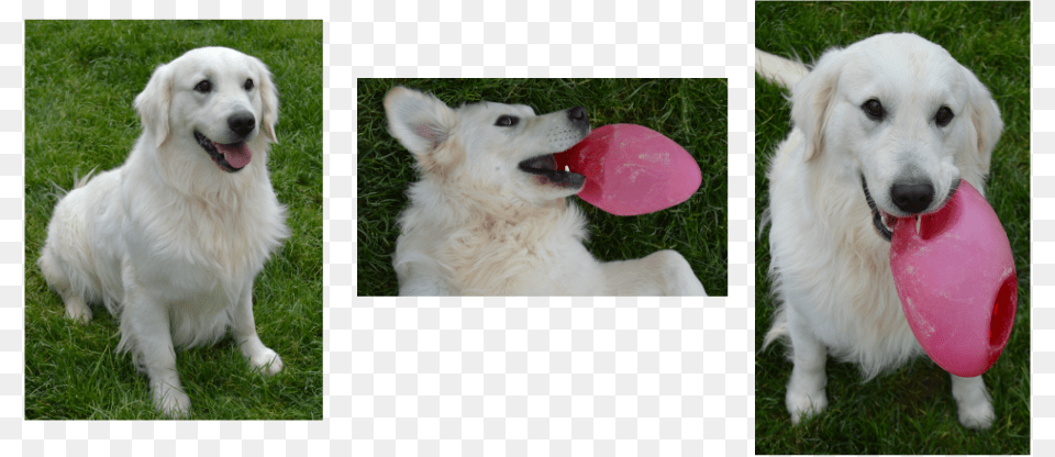 Picture Berger Blanc Suisse, Animal, Canine, Dog, Mammal Free Png Download