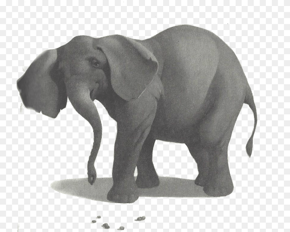 Picture Big Top Mall Stella, Animal, Elephant, Mammal, Wildlife Free Transparent Png