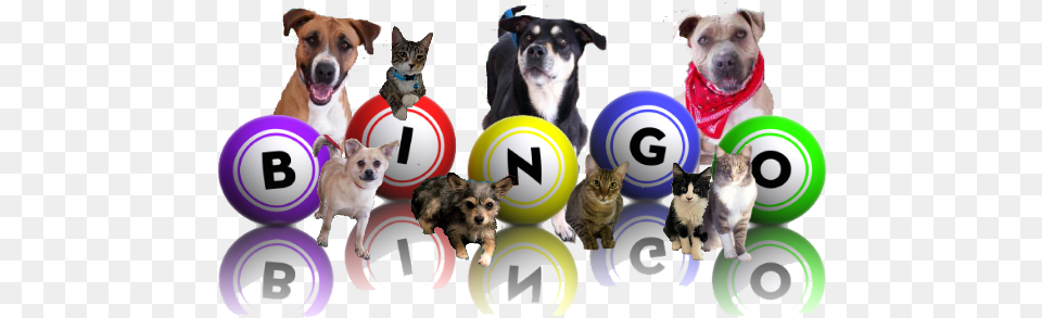 Picture Bingo Dogs, Animal, Canine, Dog, Mammal Png Image