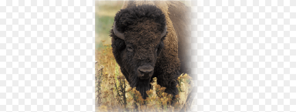 Picture Bison And The Butterfly Book, Animal, Mammal, Wildlife, Buffalo Png