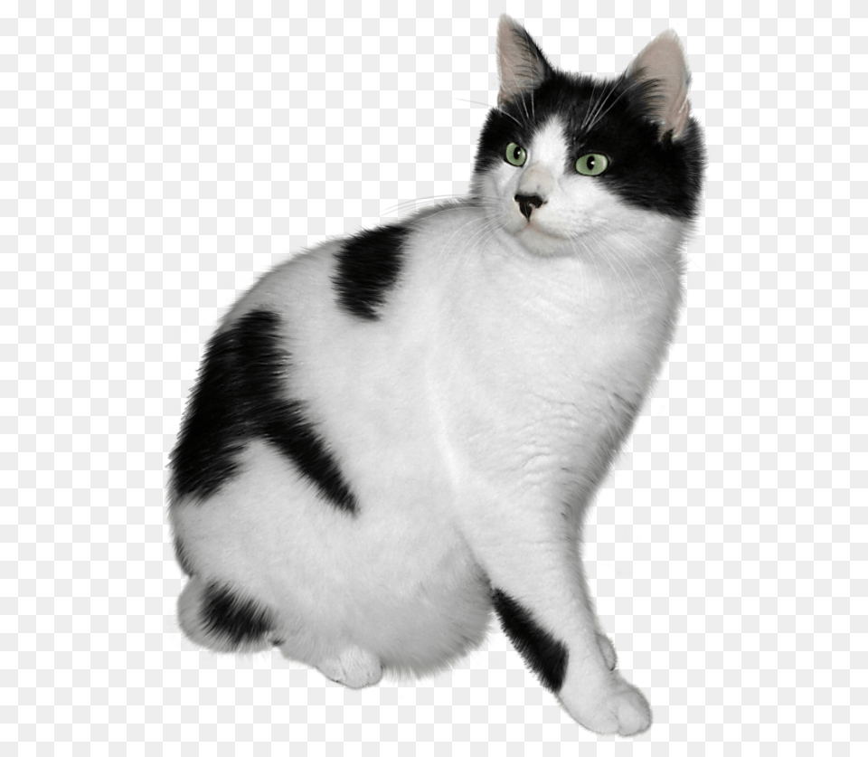 Picture Black And White Cat, Animal, Mammal, Manx, Pet Png