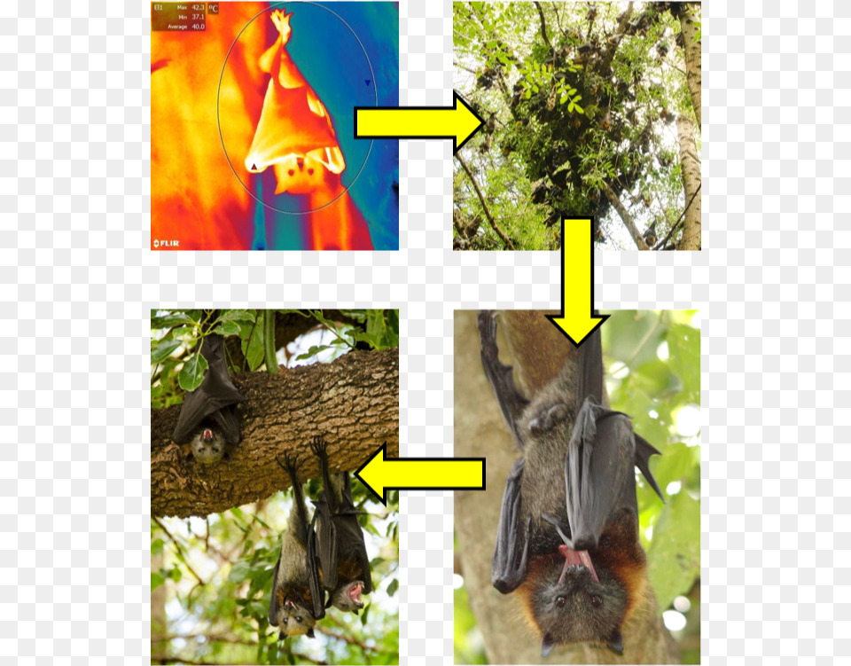 Picture Black Flying Fox Size, Animal, Mammal, Wildlife, Bat Free Transparent Png