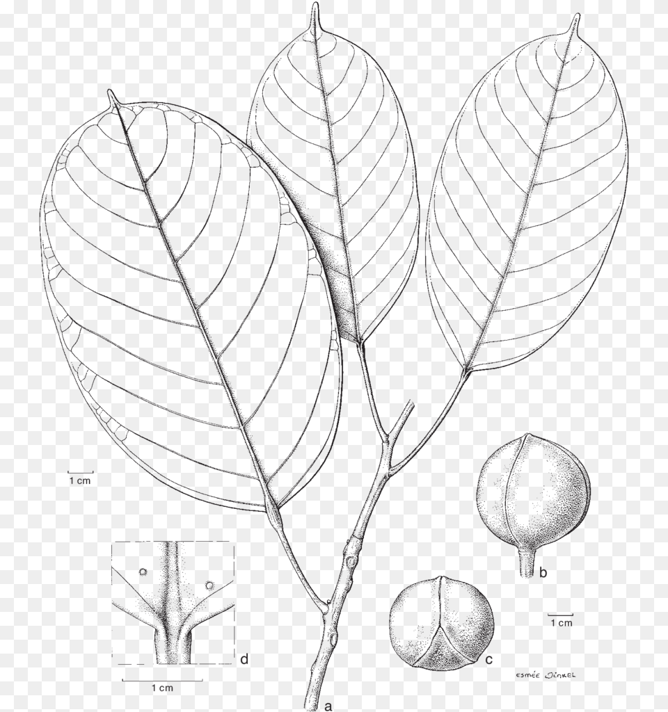 Picture Blumeodendron Subrotundifolium Sketch, Leaf, Plant, Art, Annonaceae Free Transparent Png