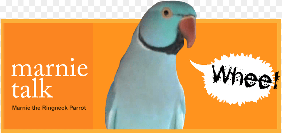 Picture Book Art, Animal, Bird, Parakeet, Parrot Free Transparent Png