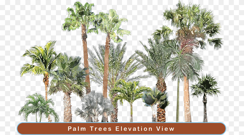 Picture Borassus Flabellifer, Palm Tree, Plant, Tree, Vegetation Free Png