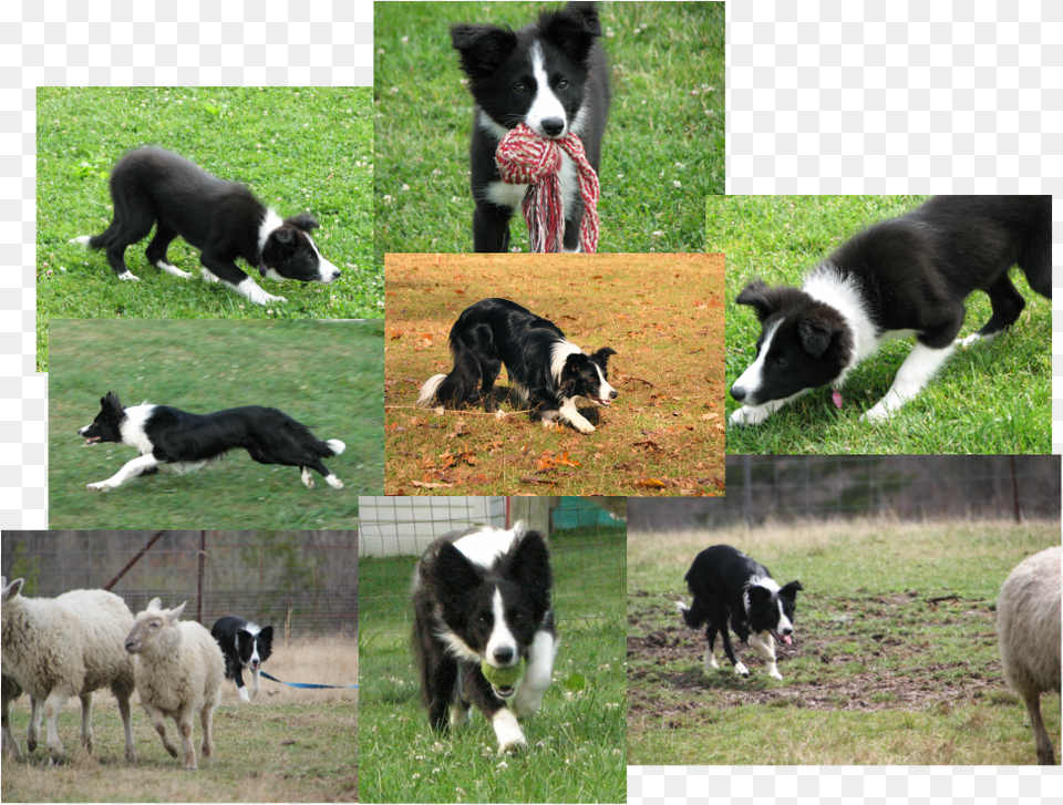 Picture Border Collie, Art, Collage, Animal, Pet Png Image