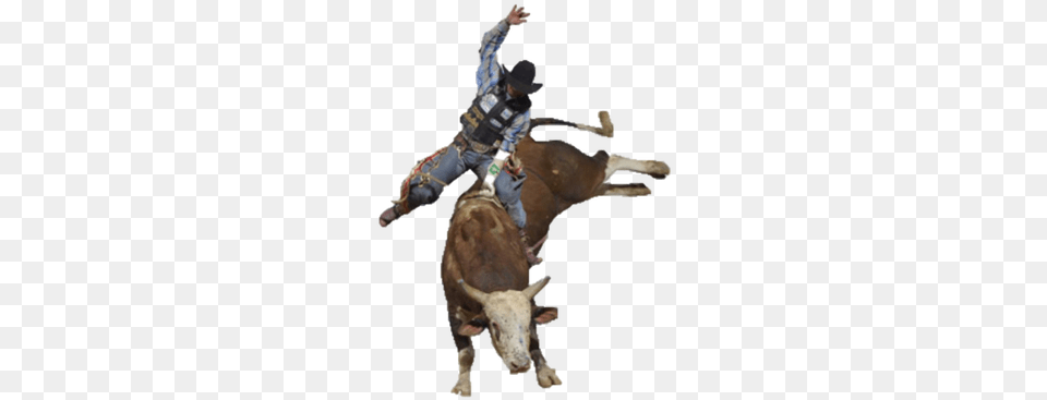 Picture Bull Riding Cut Out, Animal, Mammal, Adult, Person Png