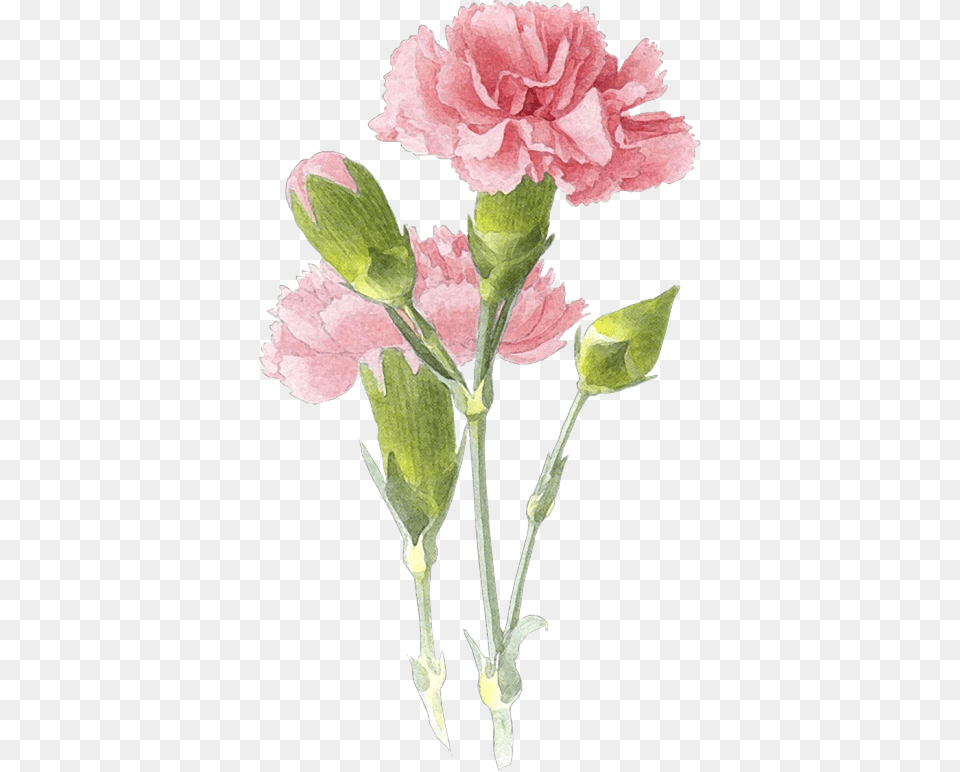Picture Carnation Flower Painting, Plant Png Image