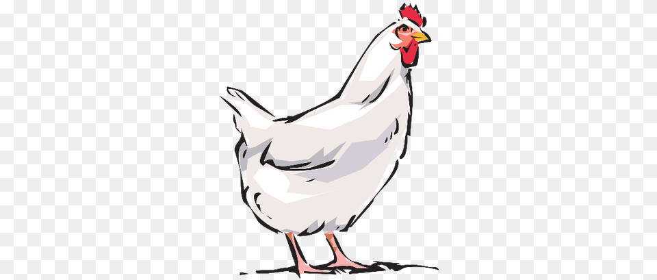 Picture Cartoon Background Chicken, Animal, Bird, Fowl, Hen Free Transparent Png