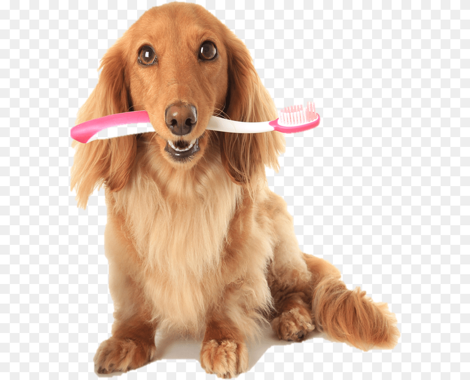 Picture Cat Brushes Dogs Teeth, Brush, Device, Tool, Animal Free Png