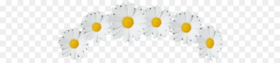 Picture Caterpillar, Daisy, Flower, Plant Free Png