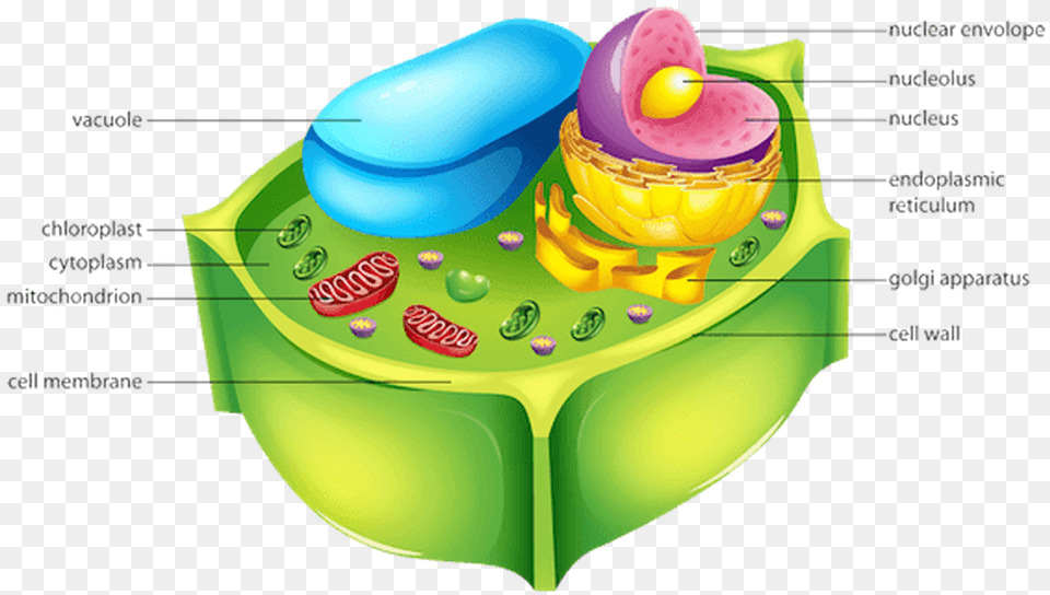 Picture Cellulose In Plant Cell Png Image