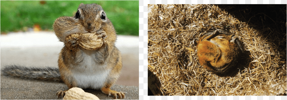 Picture Chipmunks Store Food In Their Cheeks, Animal, Mammal, Rat, Rodent Free Png Download