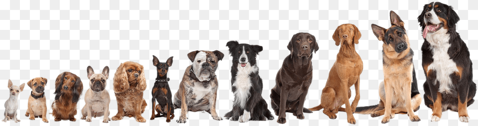 Picture Choose A Dog Breed, Animal, Canine, Hound, Lion Free Png Download