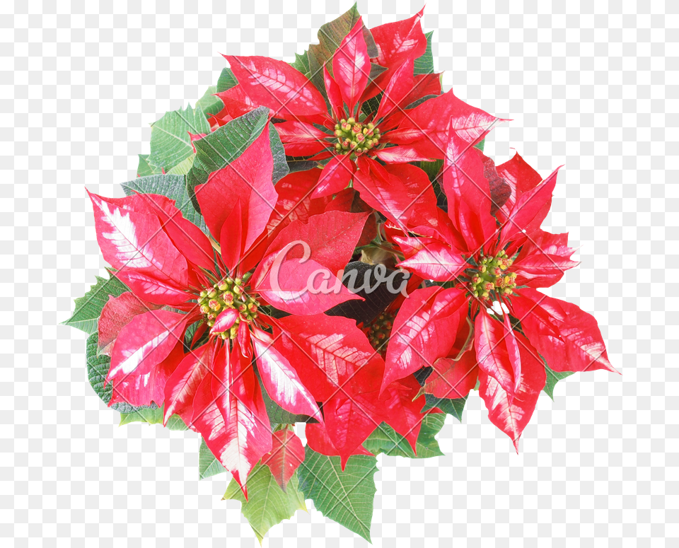 Picture Christmas Day, Flower, Flower Arrangement, Flower Bouquet, Leaf Free Png Download