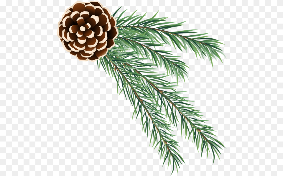 Picture Christmas Pine Cone, Conifer, Fir, Plant, Tree Png Image