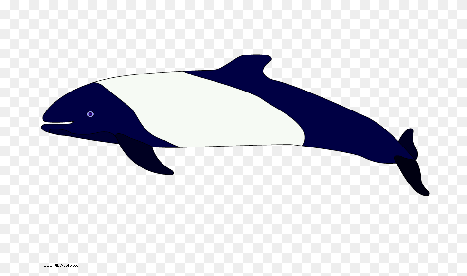 Picture Commersons Dolphin, Animal, Sea Life, Mammal, Fish Png