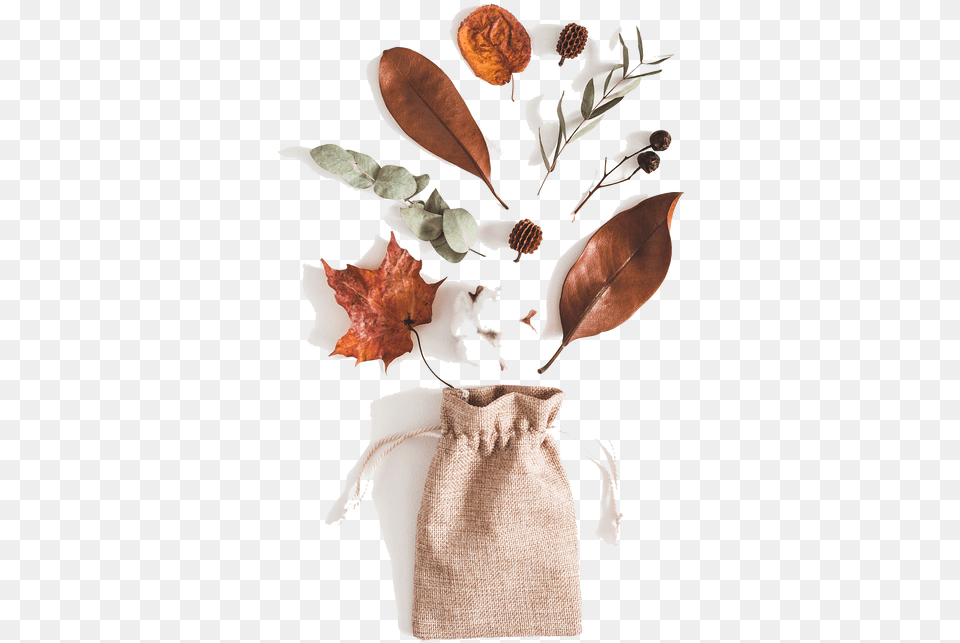 Picture Cotton Flowers White Background, Bag, Leaf, Plant, Person Png