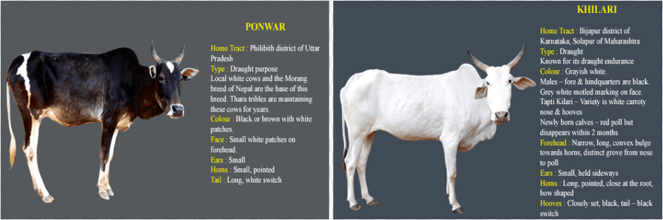Picture Cow Information In Kannada, Animal, Bull, Cattle, Livestock Png