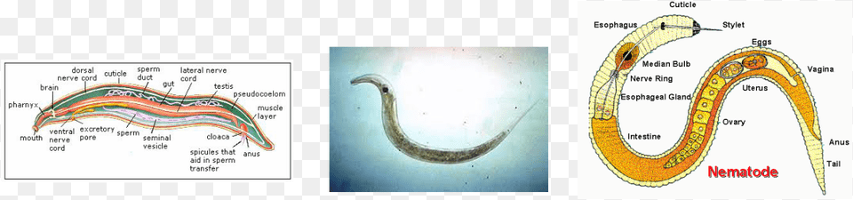 Picture Display Device Free Png