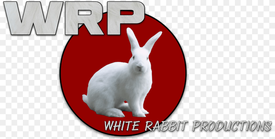 Picture Domestic Rabbit, Animal, Hare, Mammal, Rodent Free Transparent Png