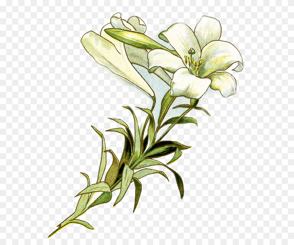 Picture Easter Lily Clipart, Flower, Plant, Pattern Png